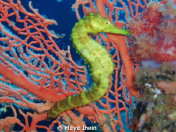 Yellow tigertail seahorse.
A simple point a shoot pictur... by Maya Irwin 